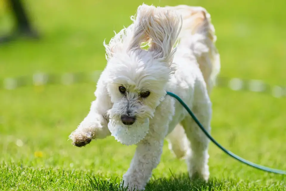 Dog playing with a ball
