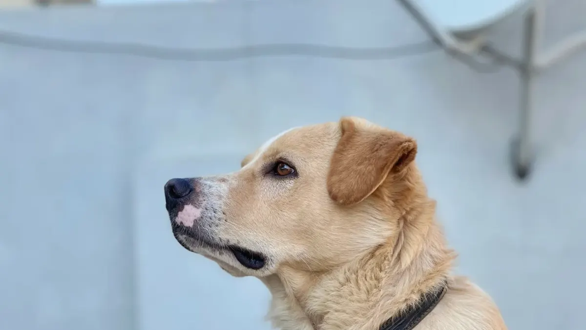 Dog portrait
