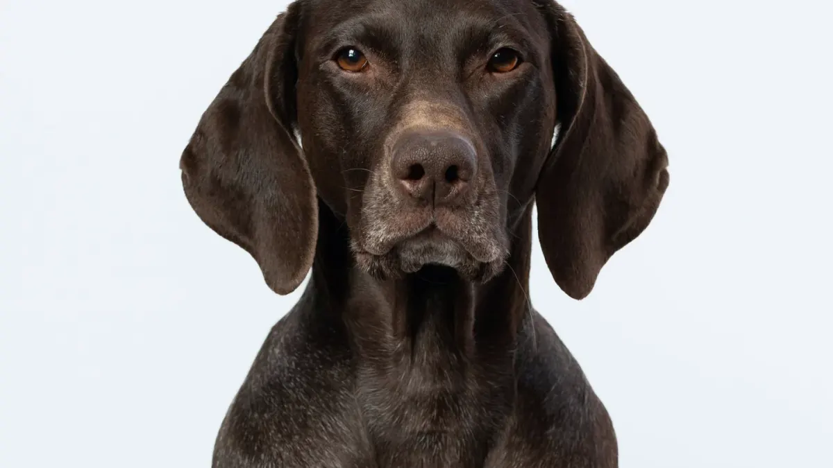 Dog portrait