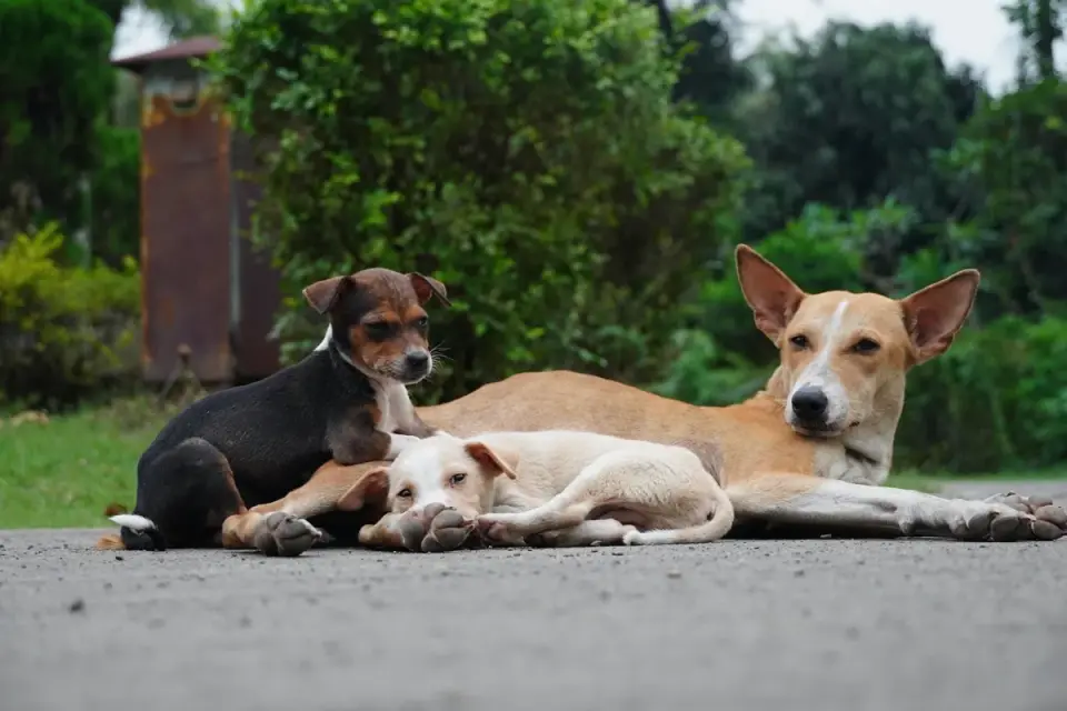 Dog relaxing on a rug