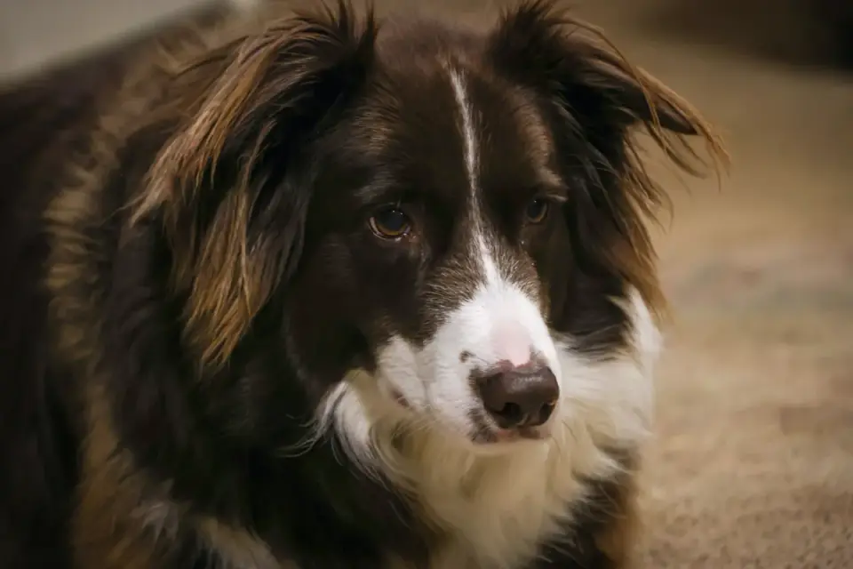 Dog relaxing on a rug