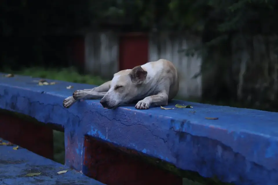 Dog resting after walk home