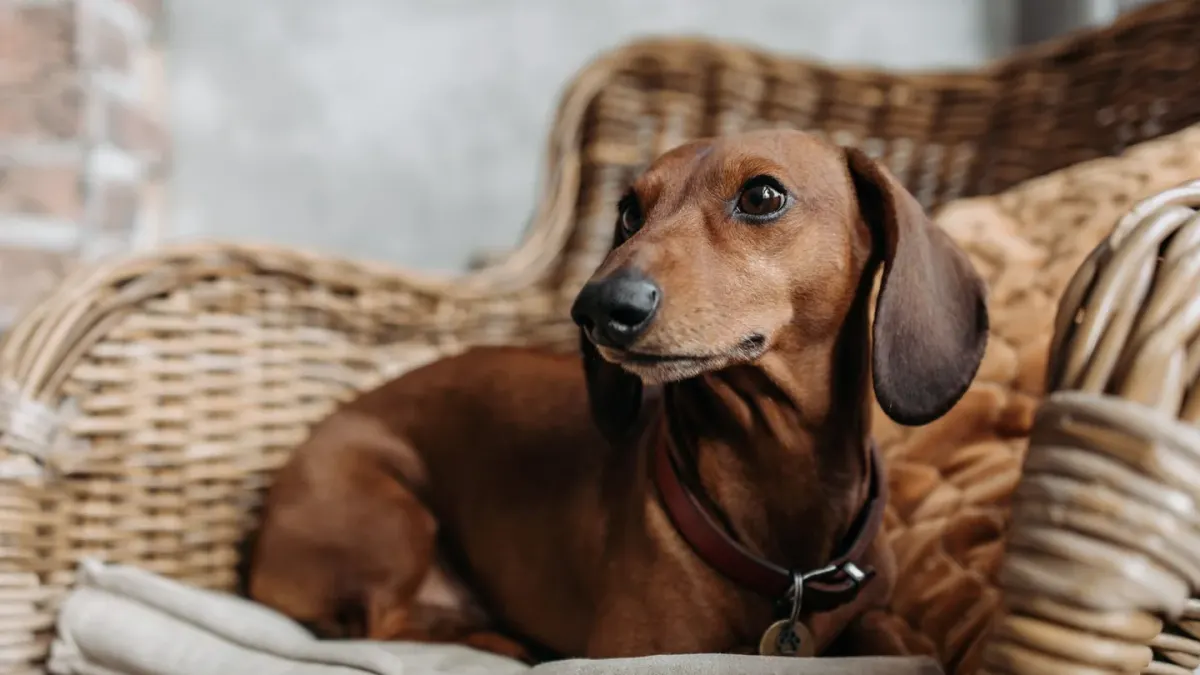 Dog resting at home