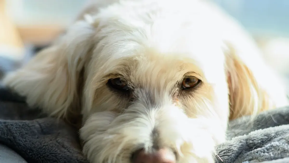 Dog resting at home