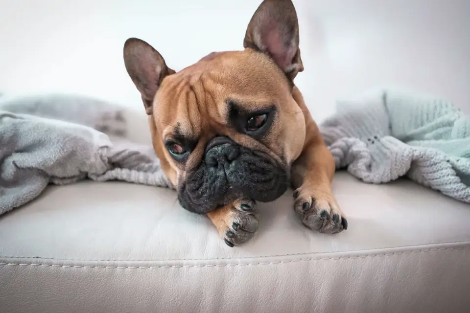 Dog resting at home