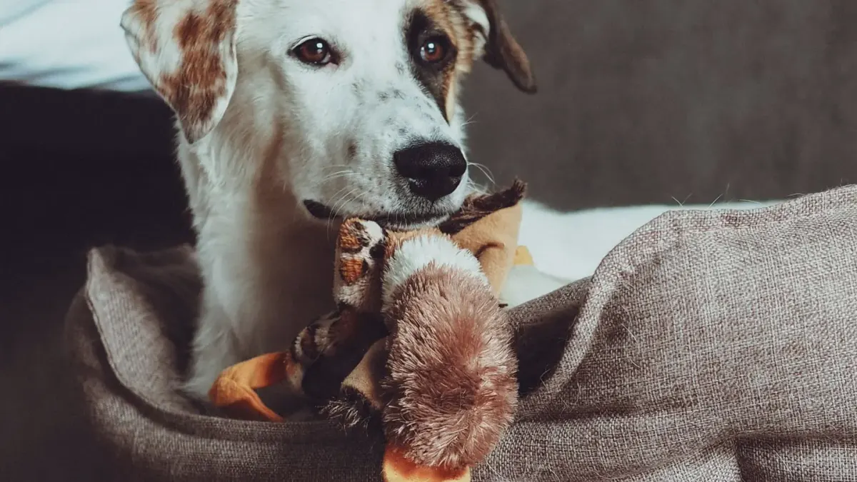 Dog resting at home