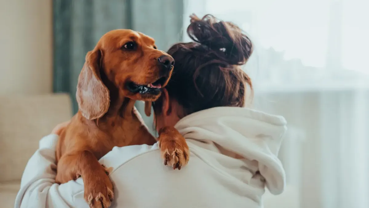 Dog resting beside an owner