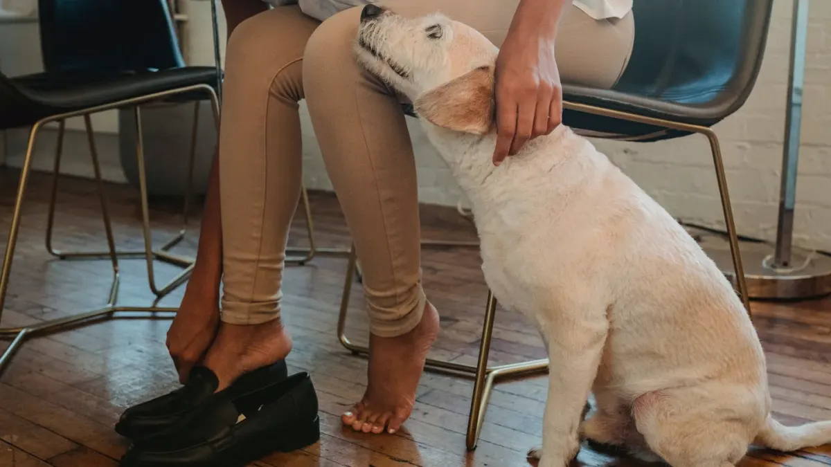 Dog resting beside an owner
