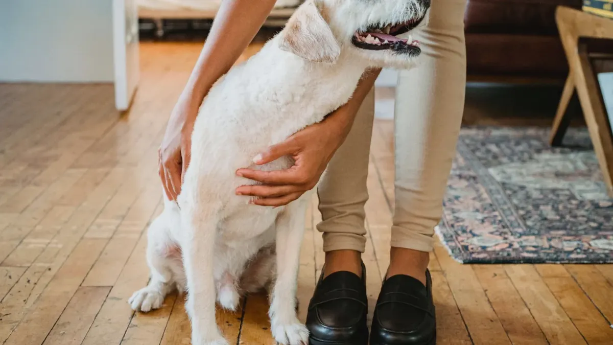 Dog resting beside an owner