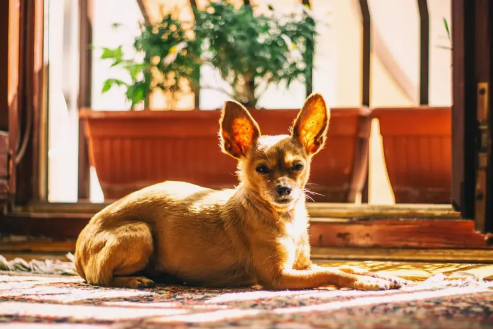 Dog resting by a window