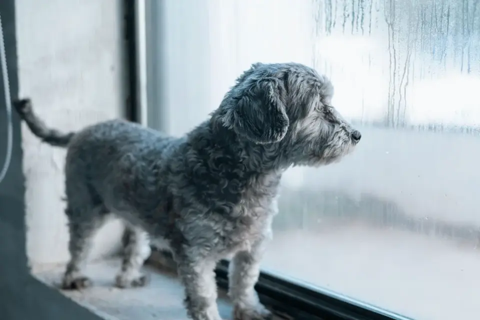 Dog resting by a window