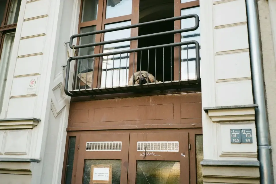 Dog resting by a window