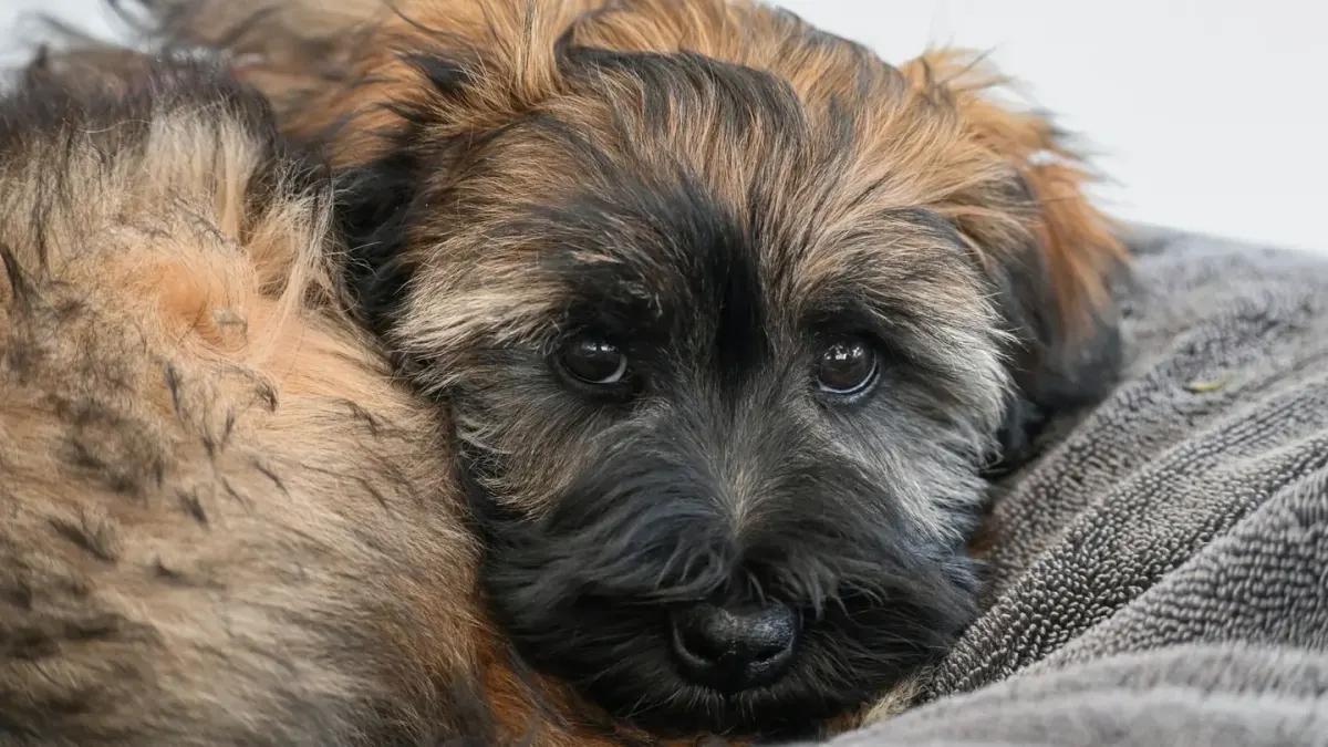 Dog resting in a bed