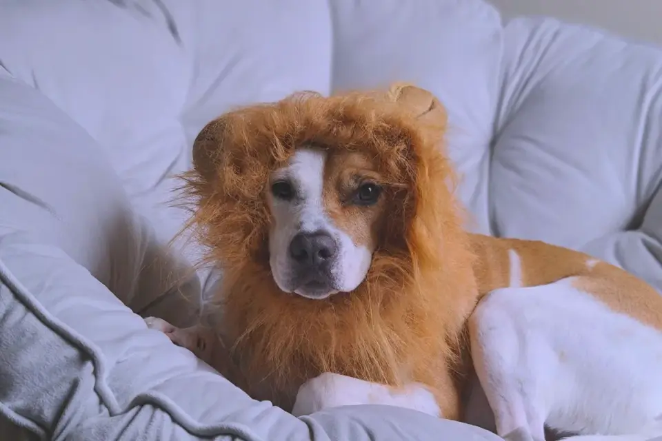 Dog resting in a bed