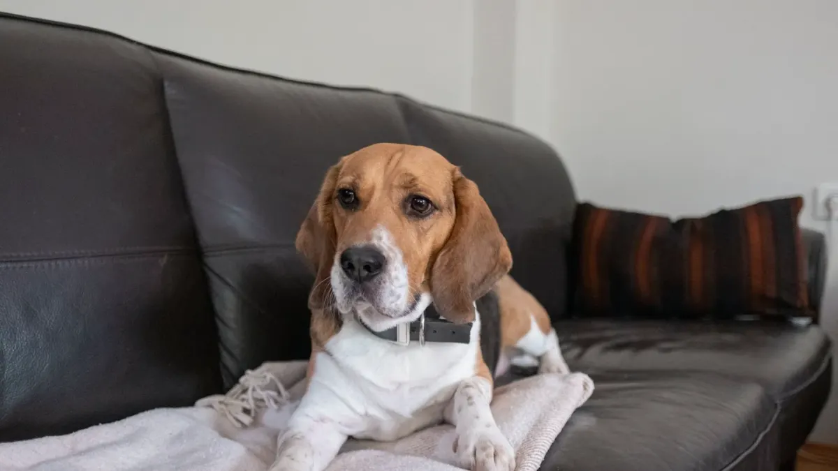 Dog resting on a sofa