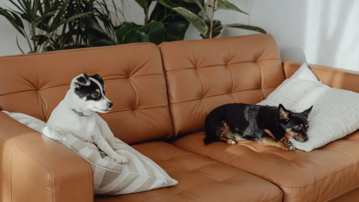 Dog resting on sofa