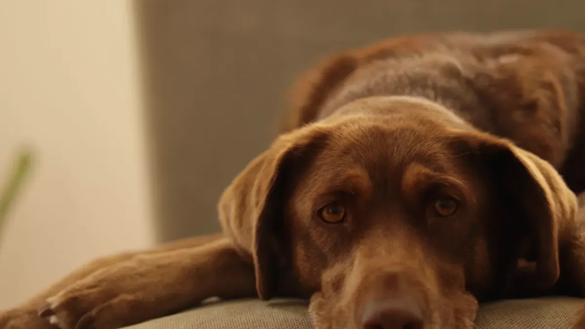 Dog resting on sofa