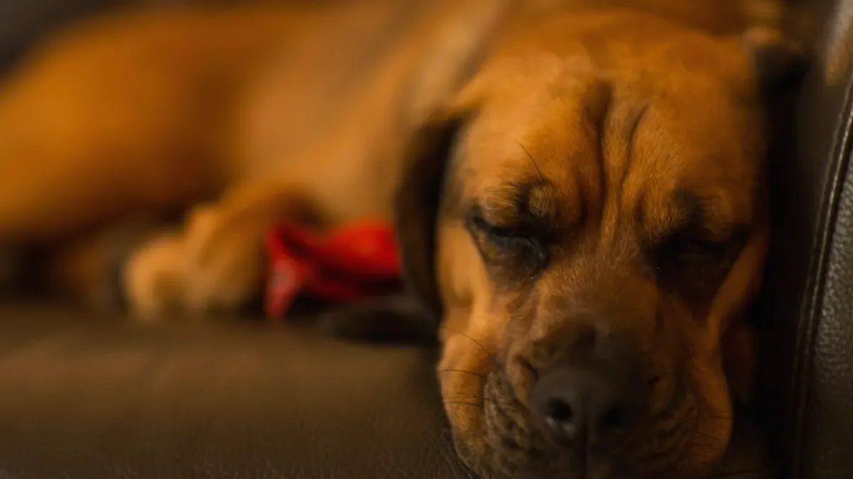 Dog resting on sofa