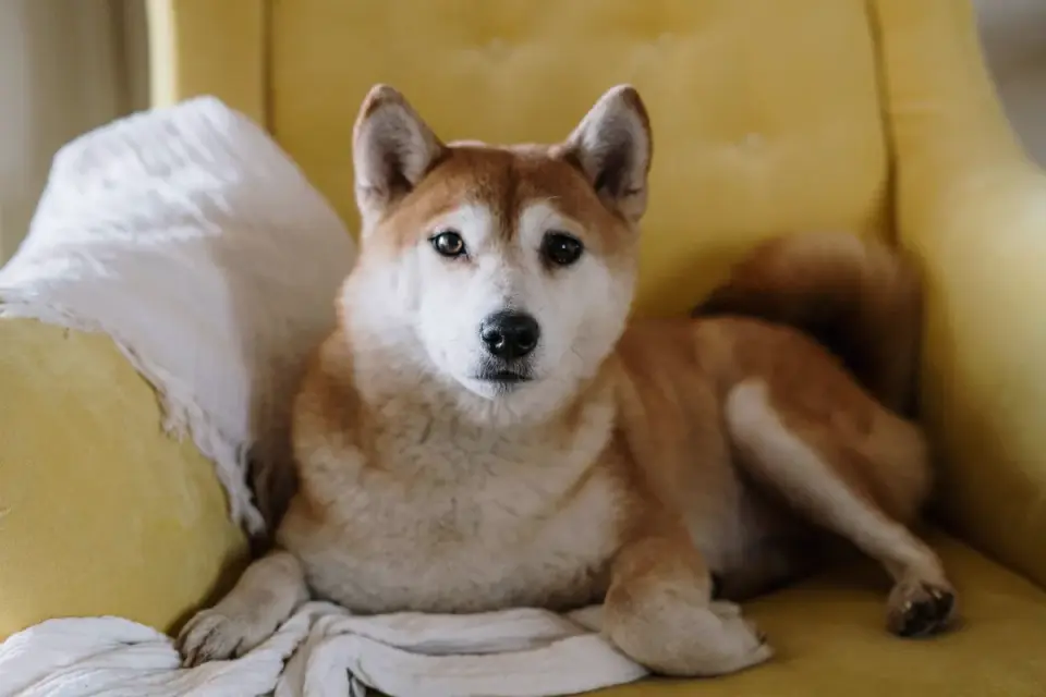 Dog resting with owner living room