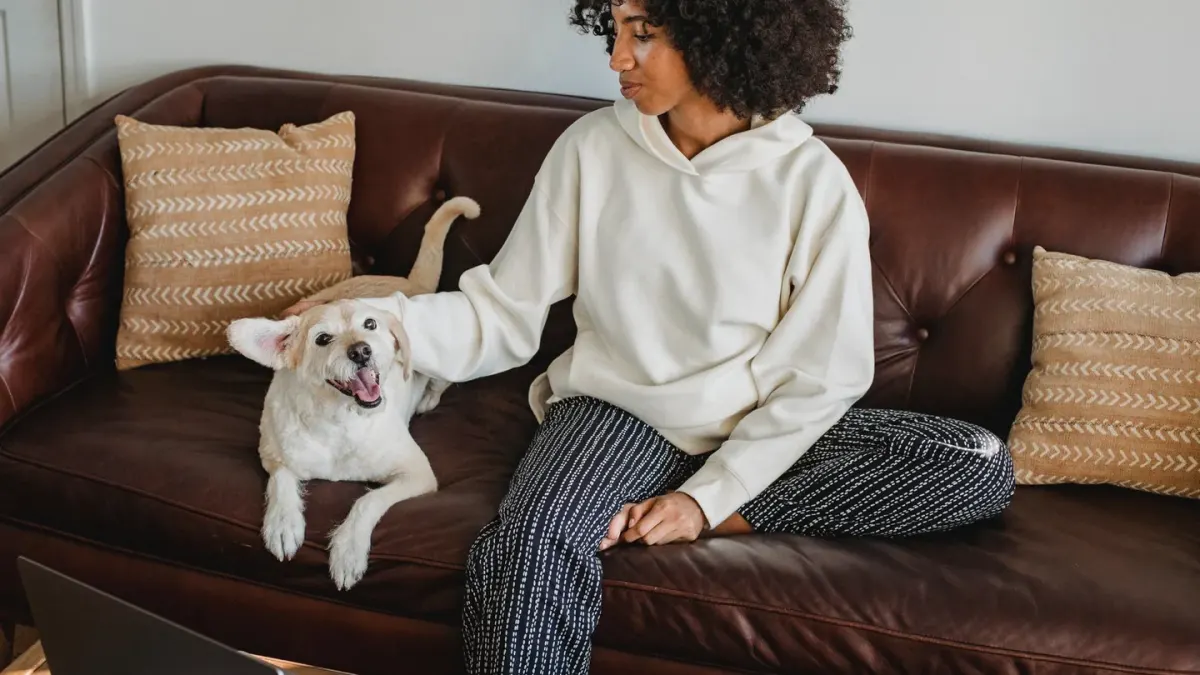 Dog resting with owner living room