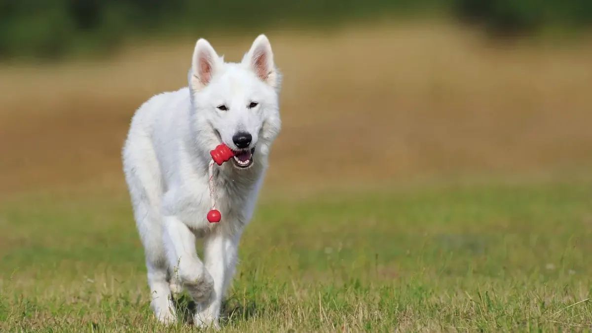 Dog running with an owner