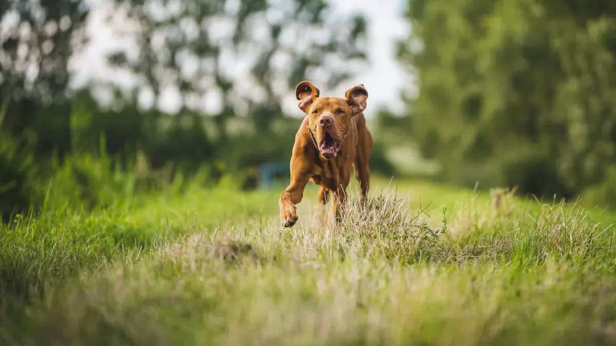Dog running with an owner