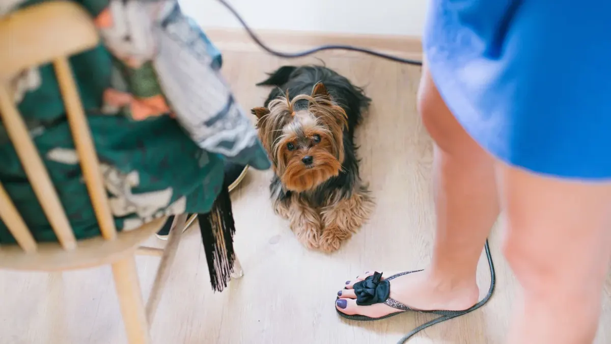 Dog sitting on a kitchen floor