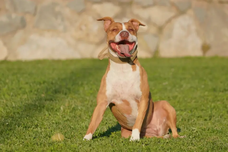 Dog sitting on command