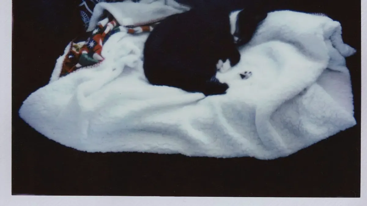 Dog sleeping at home
