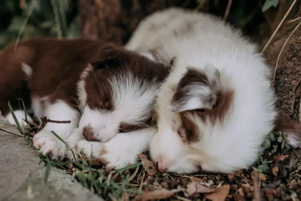 Dog sleeping cozy home