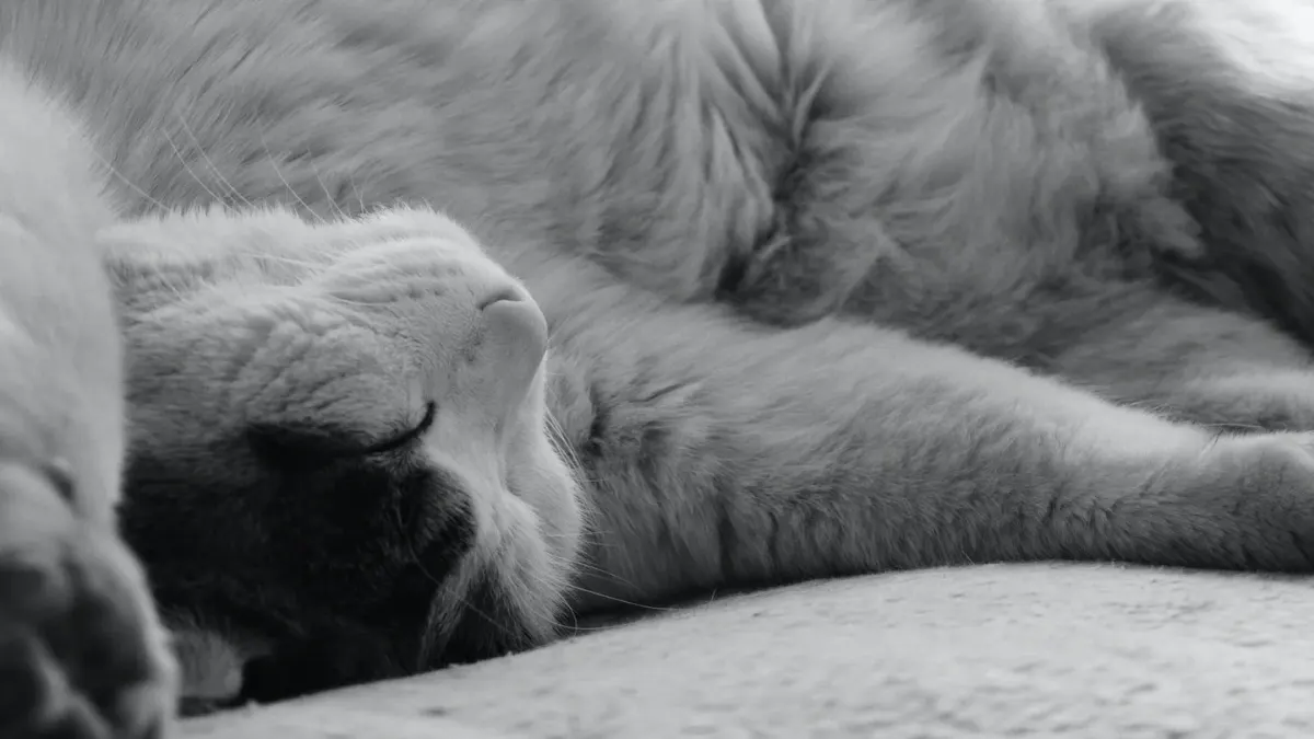 Dog sleeping cozy home
