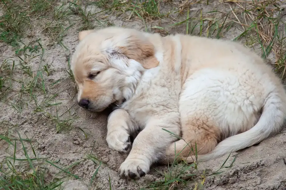 Dog sleeping in sunlight
