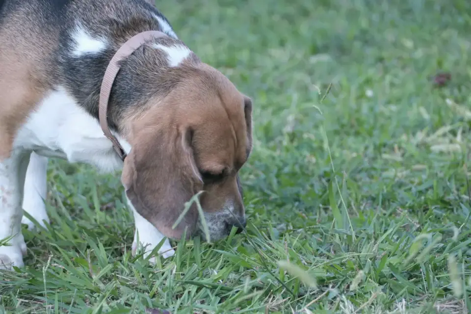 Dog sniffing low leaves of a tomato plant in a backyard garden