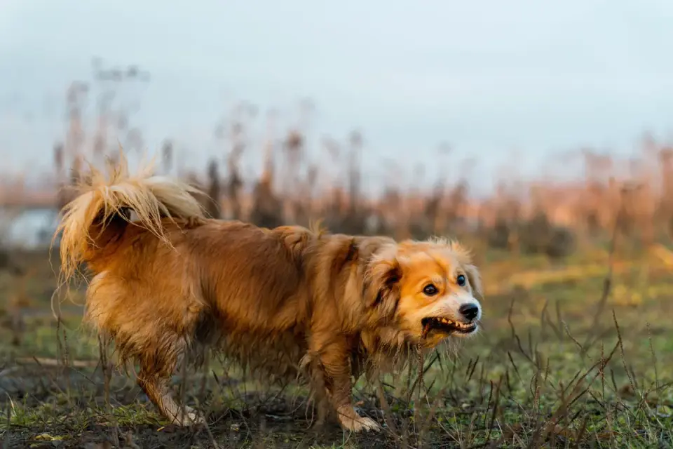 Dog standing stiffly with hackles raised and weight shifted forward