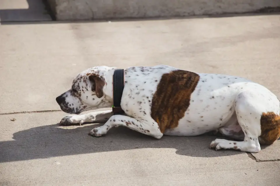 Dog standing up