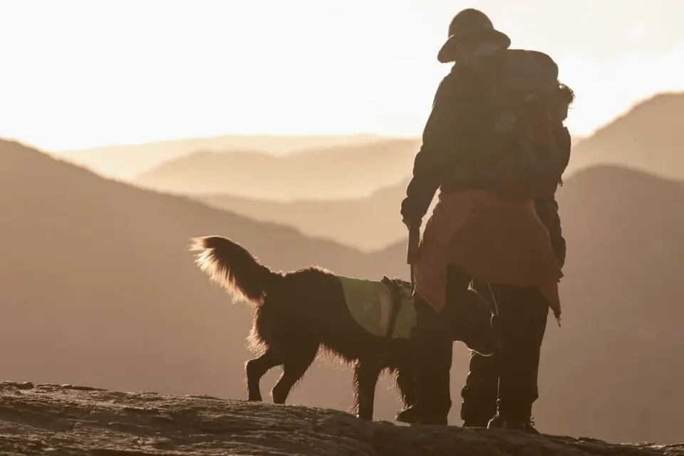 Dog traveling with an owner