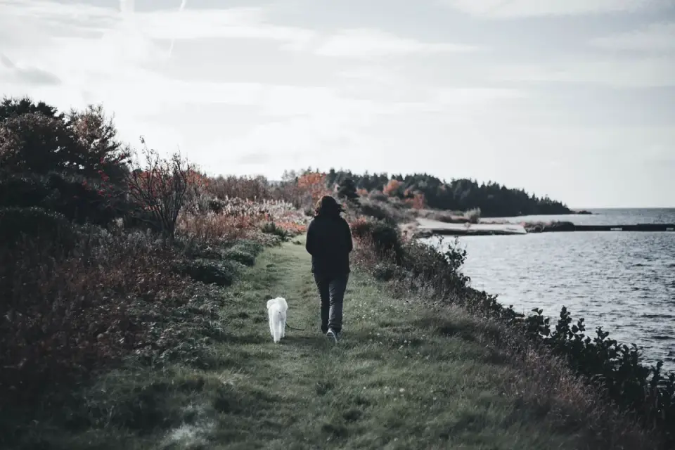 Dog traveling with an owner
