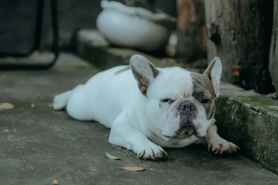 Dog waiting beside a bowl