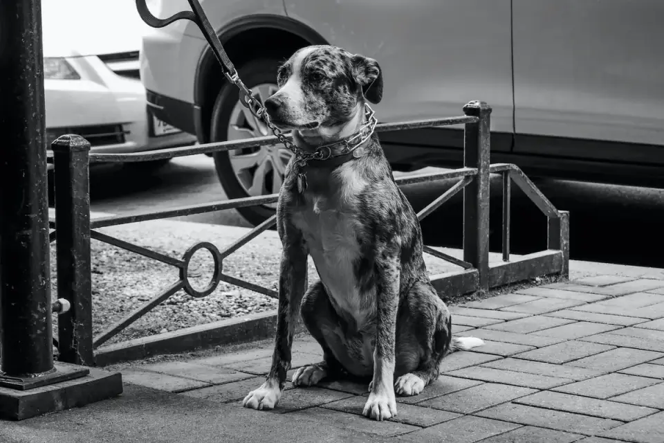 Dog waiting beside a bowl