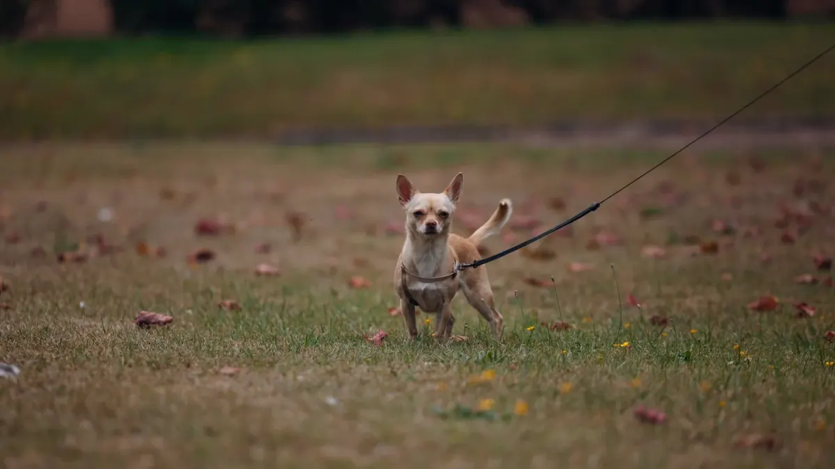 Dog walking outdoors owner