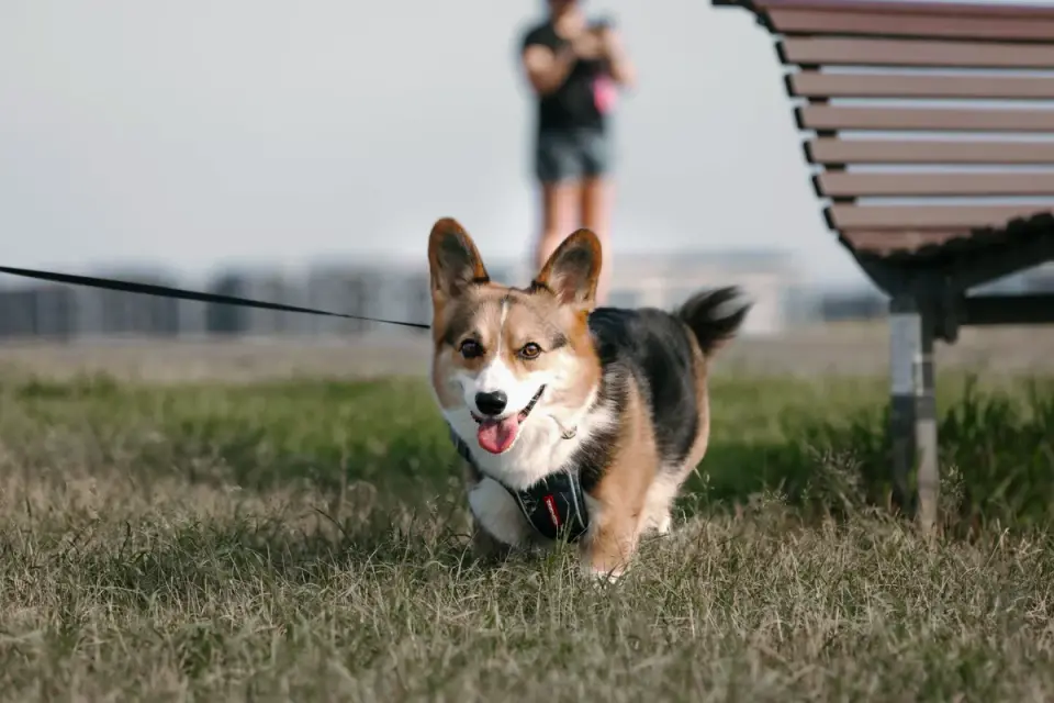 Dog walking outdoors owner