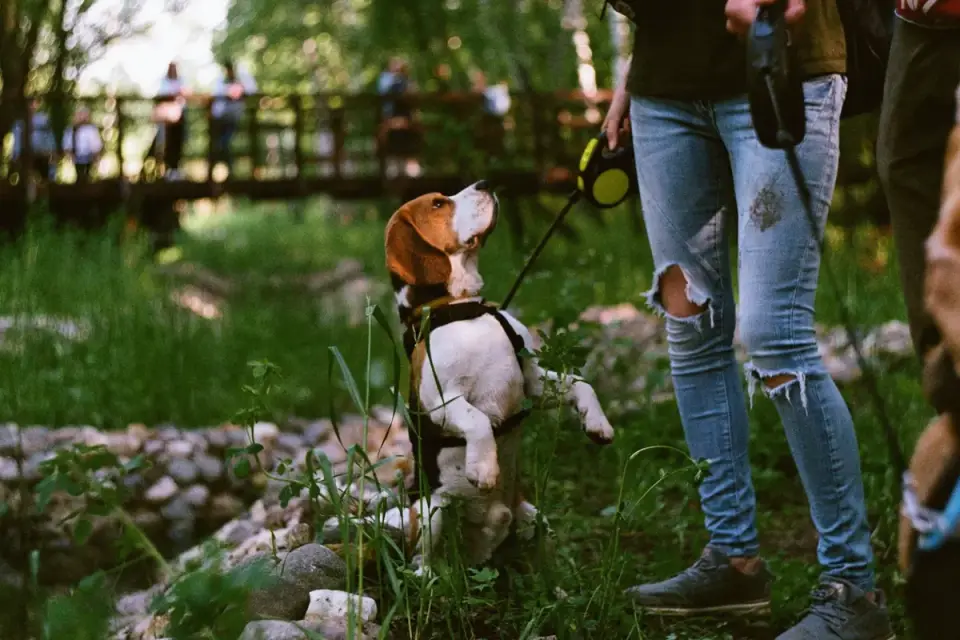 Dog walking outdoors owner