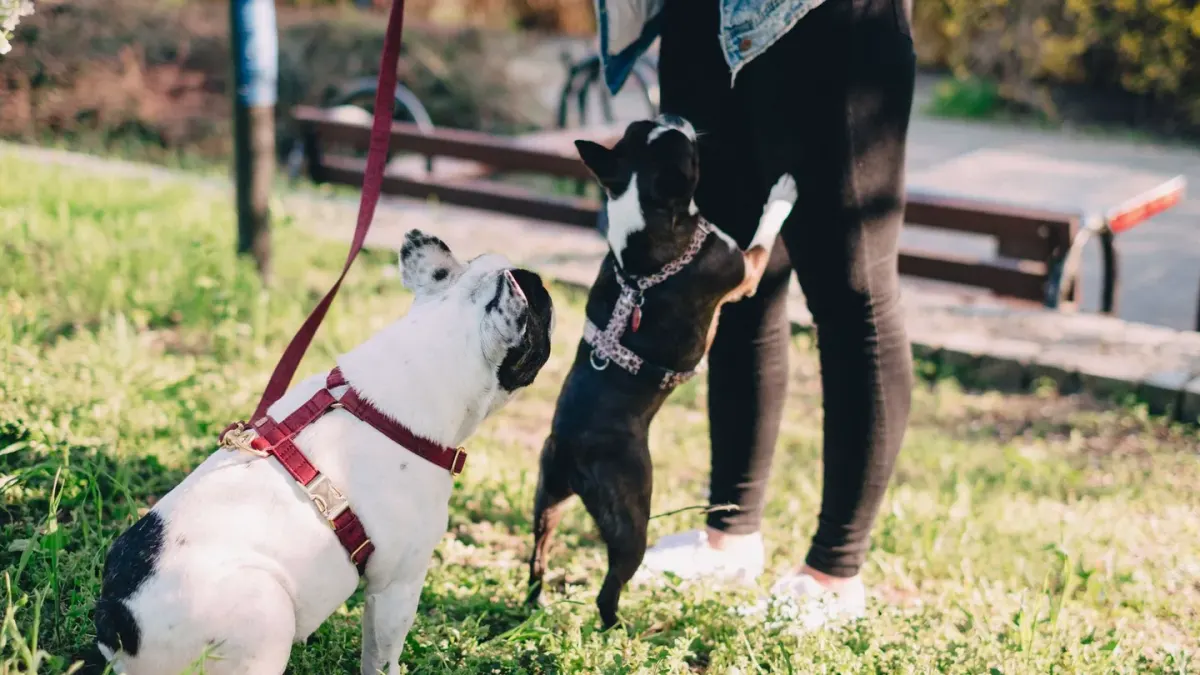 Dog walking outdoors owner