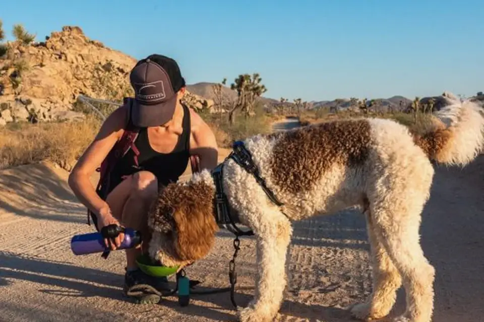 Dog walking outdoors