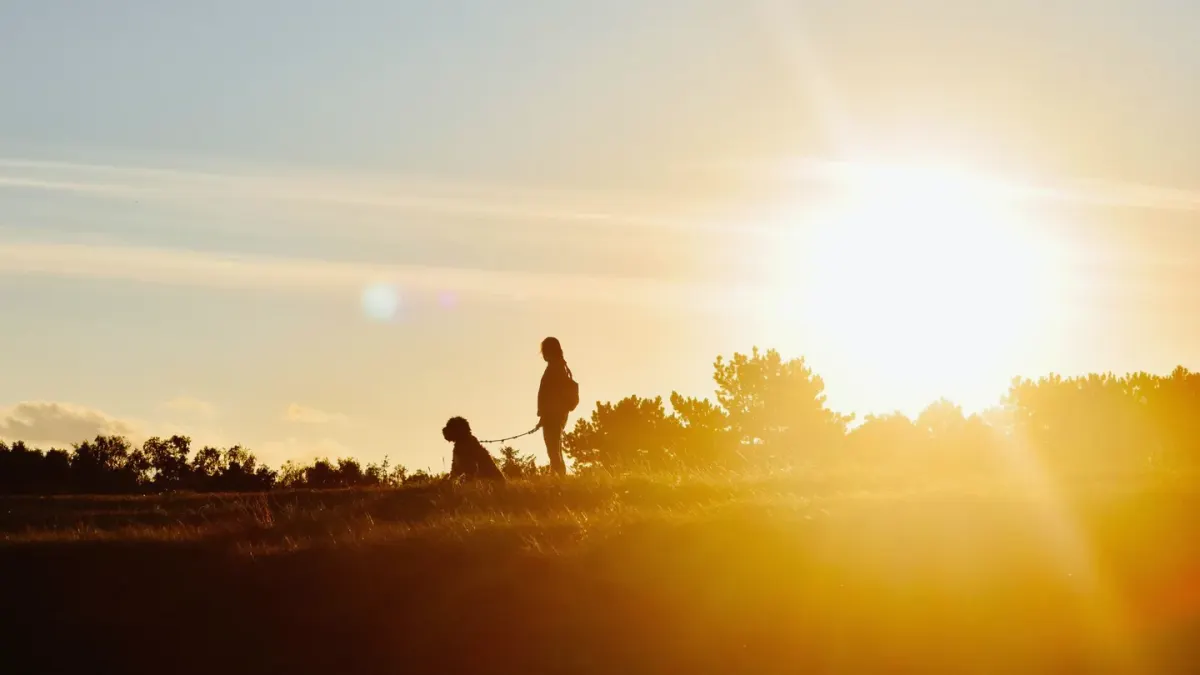 Dog walking with an owner