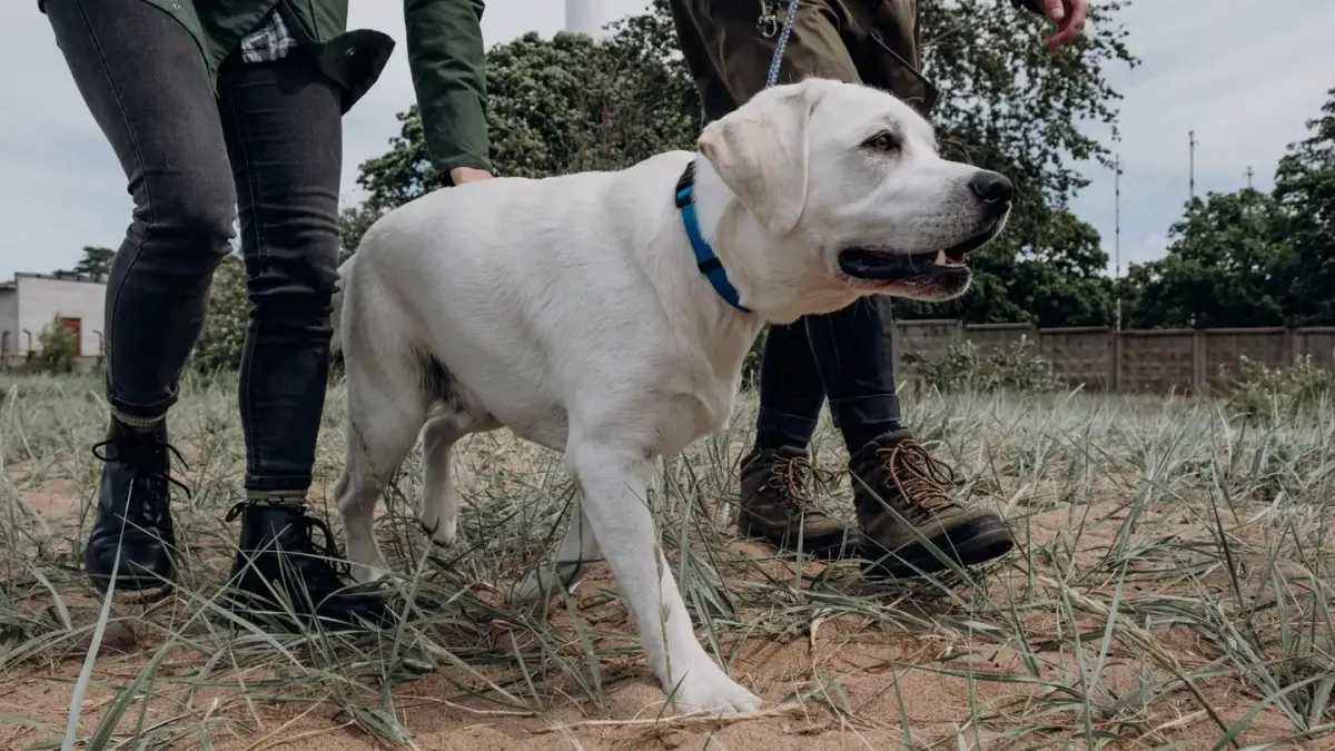 Dog walking with an owner