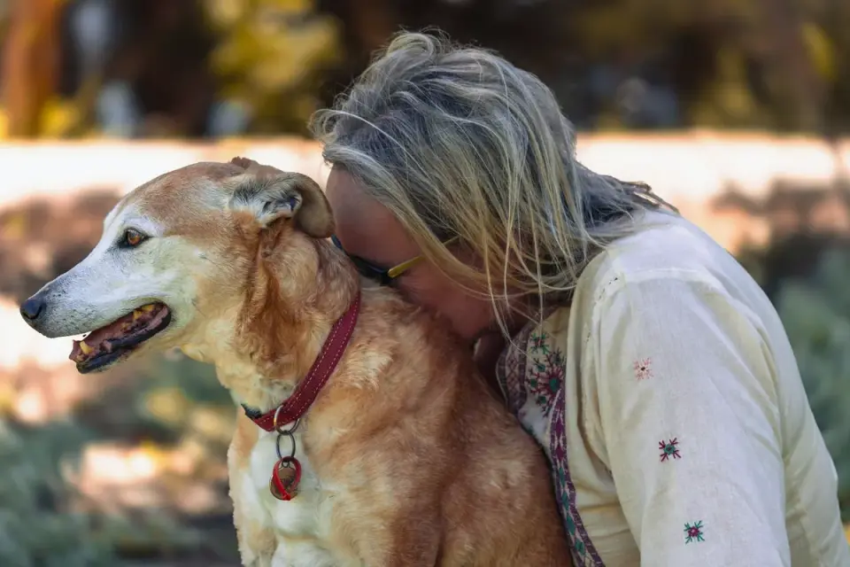 Dog with an owner at home