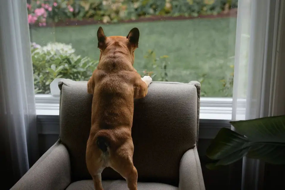 Dog with an owner at home