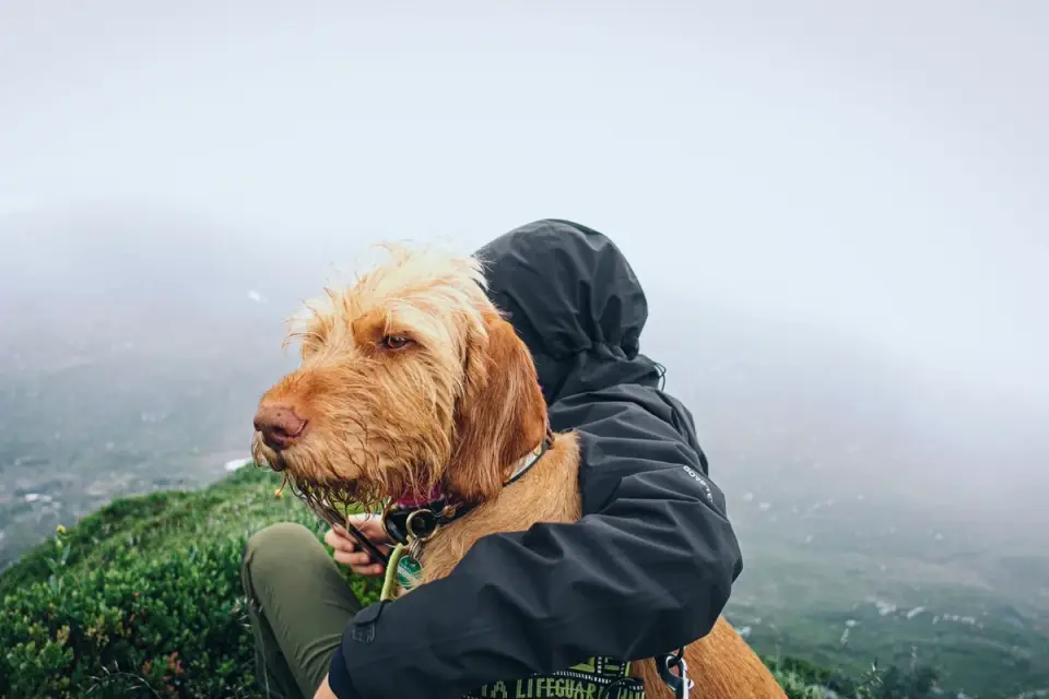 Dog with an owner at home