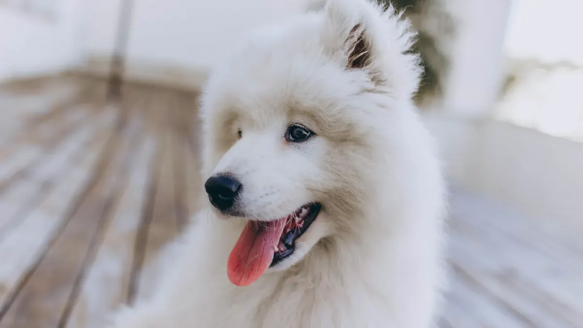 Dog yawning at home